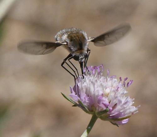 Réf. 233 007 : Bombylius cruciatus